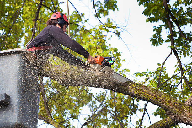 Best Leaf Removal  in Taylors, SC